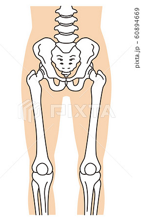 股関節のイラスト素材