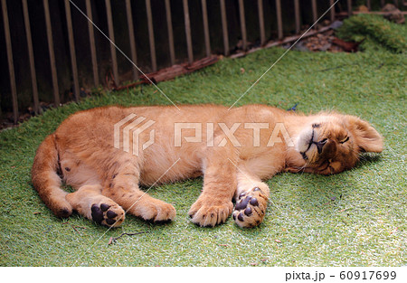 ライオンの赤ちゃん 秋吉台自然動物公園 可愛い 山口県の写真素材