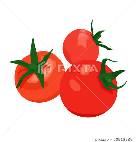 ミニトマト栽培のイラスト素材