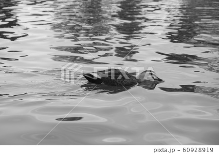 鳥 池 モノクロ 白黒の写真素材