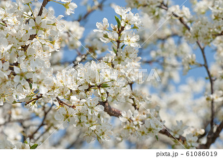 スモモの木 すももの木 花 白色の写真素材