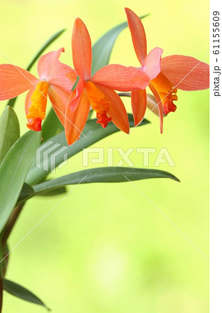 洋蘭 カトレア オレンジ色の写真素材 - PIXTA