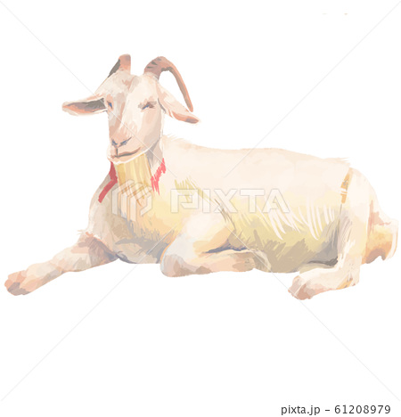 動物 ヤギ 山羊 白色のイラスト素材 Pixta