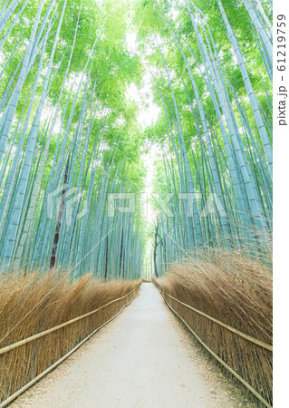 竹林の小径の写真素材