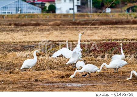 田 田んぼ 白い鳥 自然の写真素材