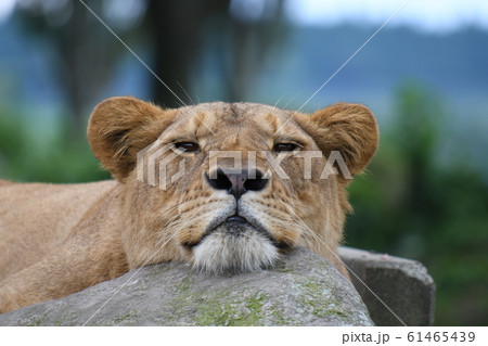 ライオンの正面顔 雌の写真素材