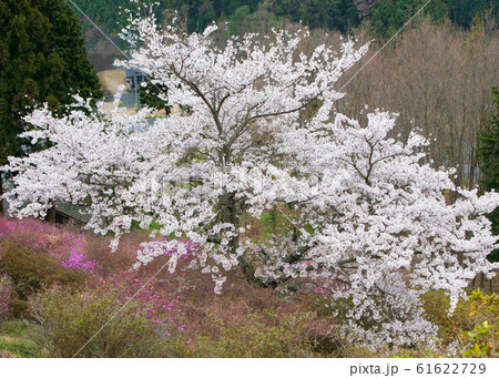 ヤマツツジ 紫色のヤマツツジ コバノミツバツツジ 紫の花の写真素材