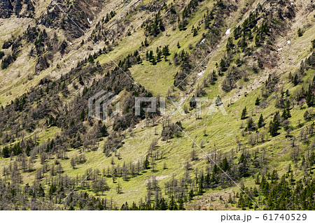 疎林の写真素材