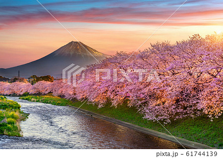 桜の木 夕日 桜 夕方の写真素材 - PIXTA