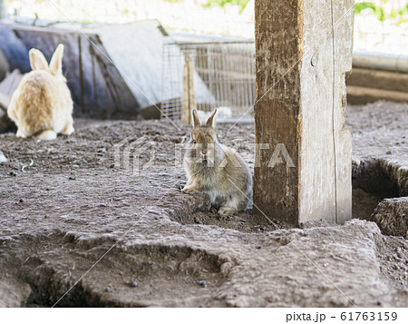 うさぎ小屋の写真素材