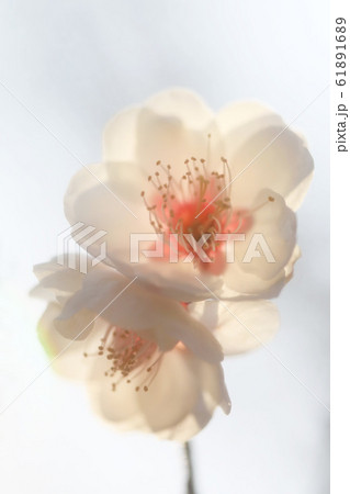 海棠 白 花 植物の写真素材