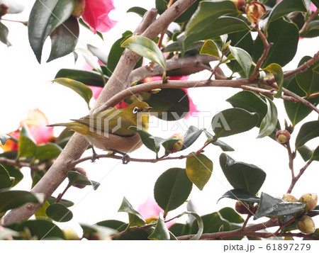 オリーブ色 植物 うぐいす色 メジロの写真素材