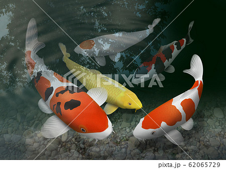 錦鯉 昭和三色 鯉 魚のイラスト素材 - PIXTA