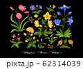 plant, floral, flower plant, floral, flower 62314039