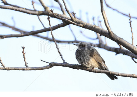 中くらいの鳥の写真素材