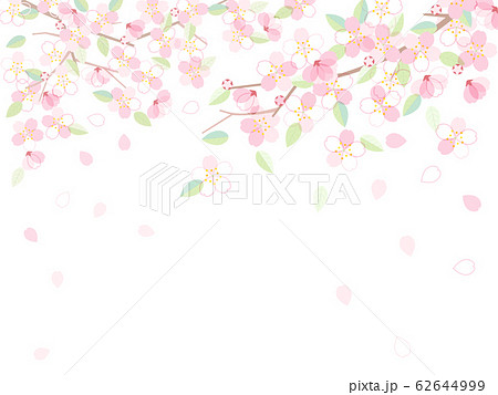 葉桜 イラストの写真素材