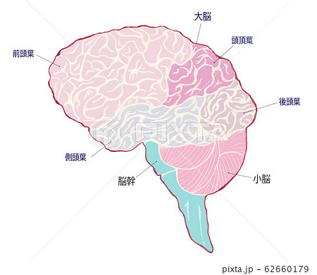 脳 脳みそ 断面図 構造のイラスト素材