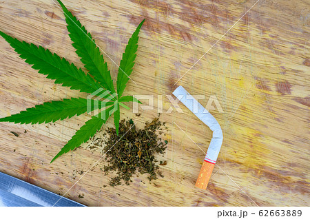 大麻草の写真素材