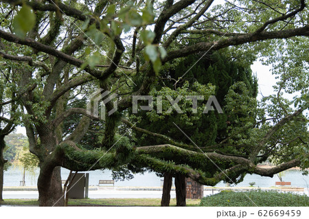 変な木の写真素材