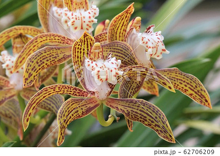 シンビジューム シンビジウム トラシアナム 花の写真素材 Pixta