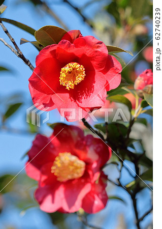 凛とした花 冬の花 凛としたの写真素材