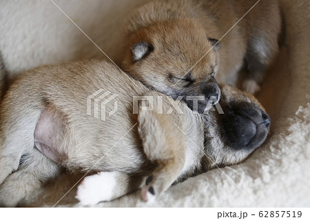 柴犬 赤柴 犬 赤ちゃんの写真素材