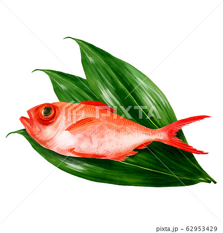 金目鯛のイラスト素材