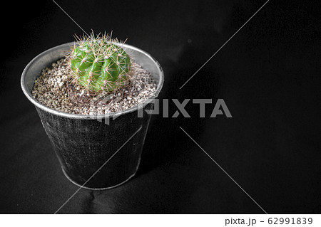 金盛丸 多肉植物 サボテン 植物の写真素材