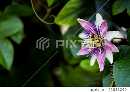 時計草の写真素材