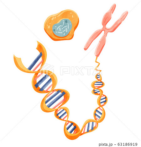微生物のイラスト素材集 Pixta ピクスタ