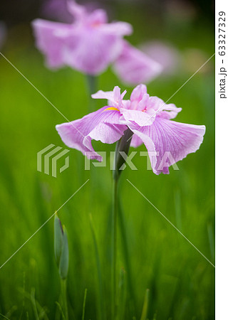 花しょうぶの写真素材