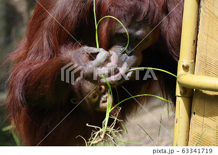 オランウータンの赤ちゃんの写真素材