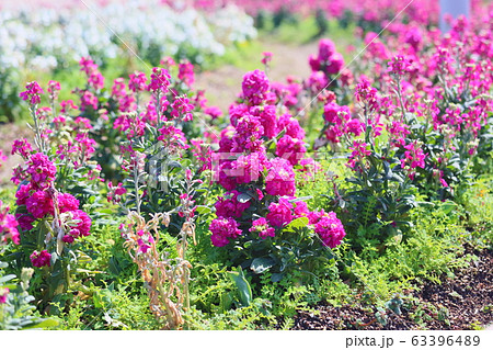 ストック 花 緑色 冬の写真素材