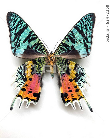 蛾 標本 ニシキオオツバメガ 昆虫の写真素材 - PIXTA