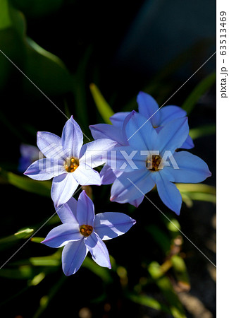 星型 青い花 春の写真素材
