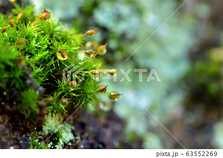 植物 苔 スギゴケ 花の写真素材