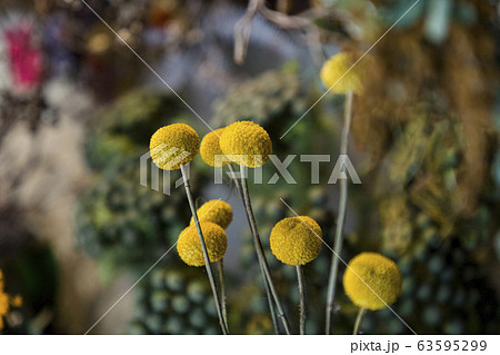 花 黄色い花 丸い花 ゴールドスティックの写真素材