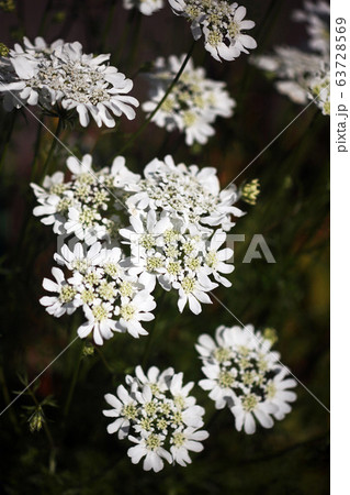 花 セリ科 数輪 植物の写真素材