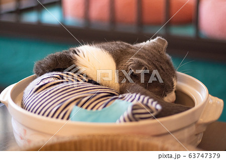 猫 鍋 子猫 鍋猫の写真素材