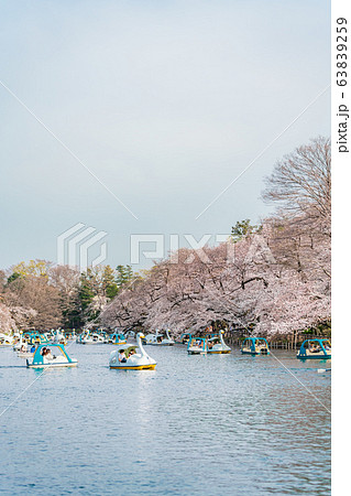 公園 手漕ぎボート 東京都 池 井の頭池 吉祥寺の写真素材