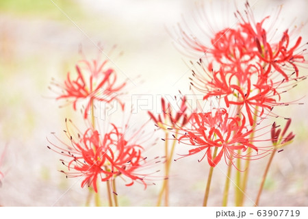 彼岸花 赤い花 幻想的 9月の写真素材
