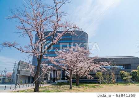東京都立大学日野キャンパスの桜の写真素材