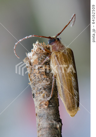 髪切虫 虫 昆虫 カミキリムシの写真素材
