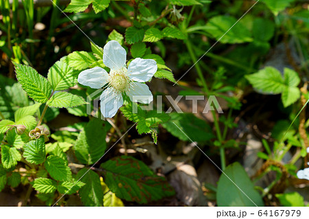 野いちご 花の写真素材