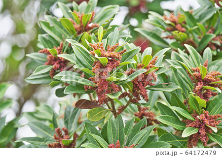 やまもも花の写真素材