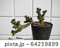 葉 Dendrosicyos socotrana（デンドロシキオス・ソコトラーナ）の写真