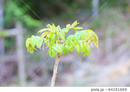 クルミの葉 植物 葉 若葉の写真素材