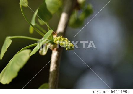 イチョウの雄花 銀杏の写真素材