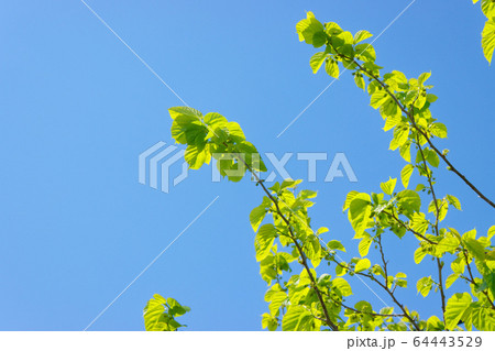 クワ 若葉 自然 植物の写真素材