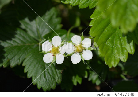 野いちご 花の写真素材